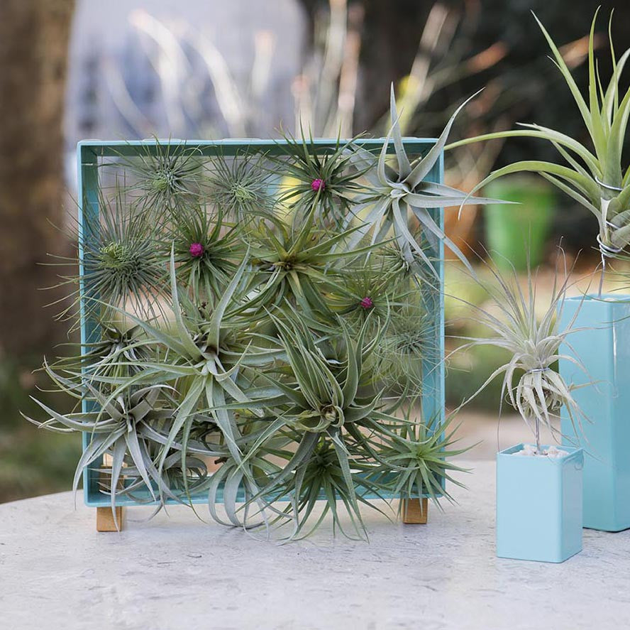 Air Plant Frame Stand